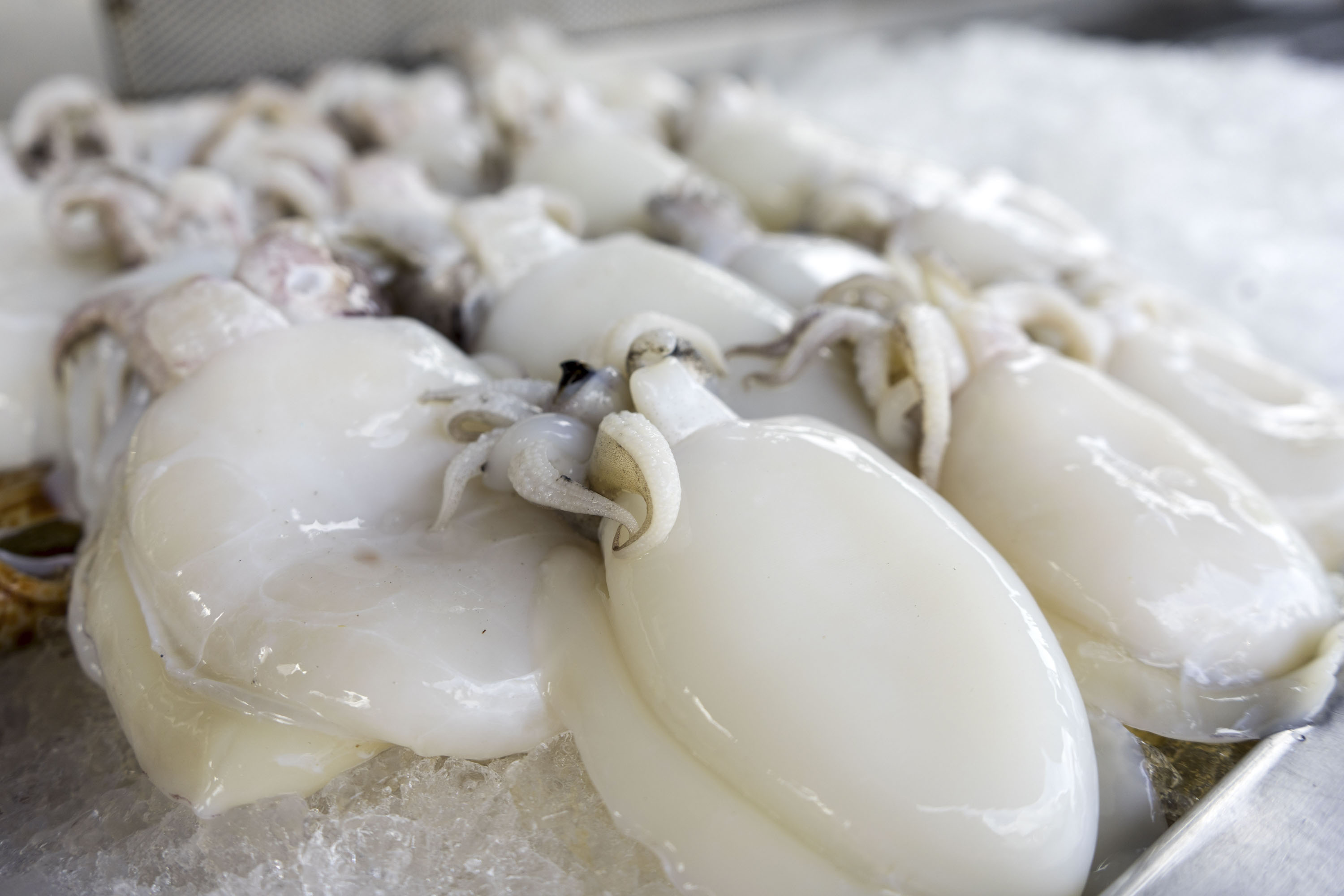 /upload/images/san-pham/seafood/cuttlefish/editted18.jpg